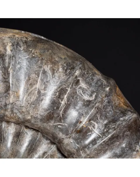 Ammonite Arietites Bucklandi