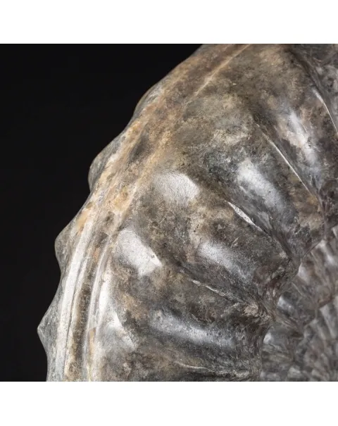 Ammonite Arietites Bucklandi