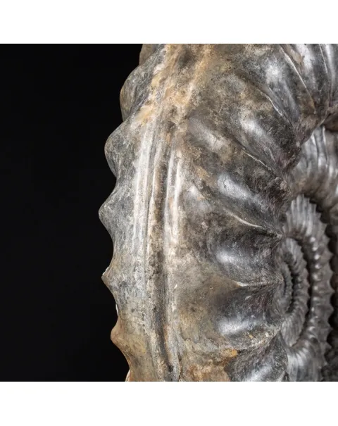 Ammonite Arietites Bucklandi