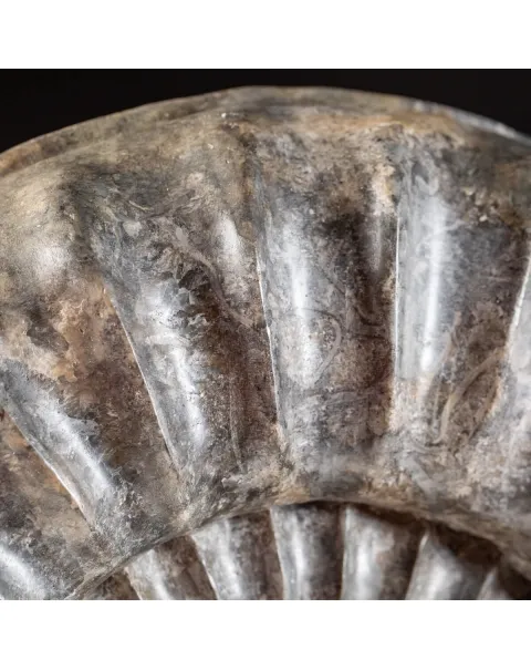 Ammonite Arietites Bucklandi