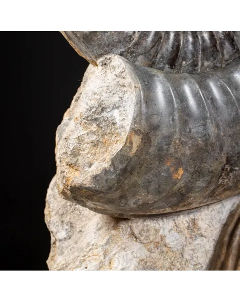 Ammonite Arietites Bucklandi