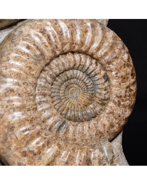 Ammonite Arietites Bucklandi