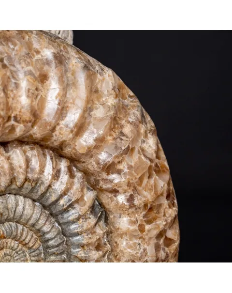Ammonite Arietites Bucklandi