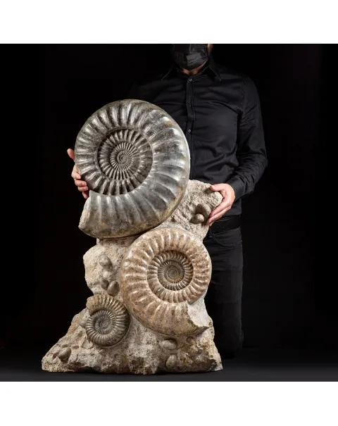 Ammonite Arietites Bucklandi