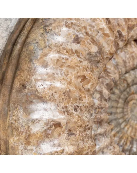Ammonite Arietites Bucklandi