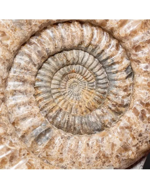 Ammonite Arietites Bucklandi