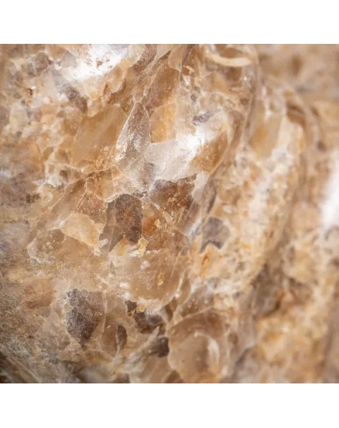 Ammonite Arietites Bucklandi