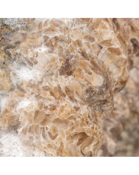 Ammonite Arietites Bucklandi