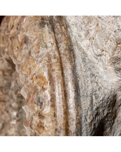 Ammonite Arietites Bucklandi