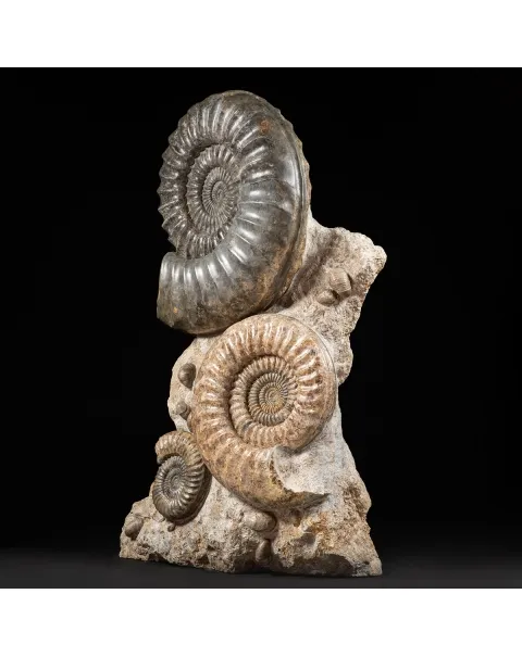 Ammonite Arietites Bucklandi