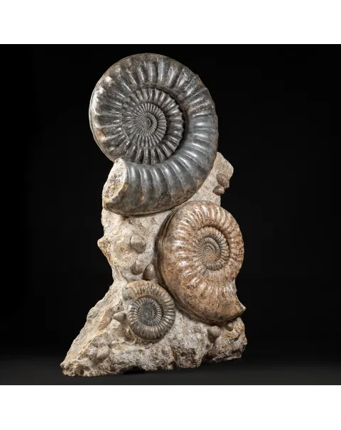 Ammonite Arietites Bucklandi