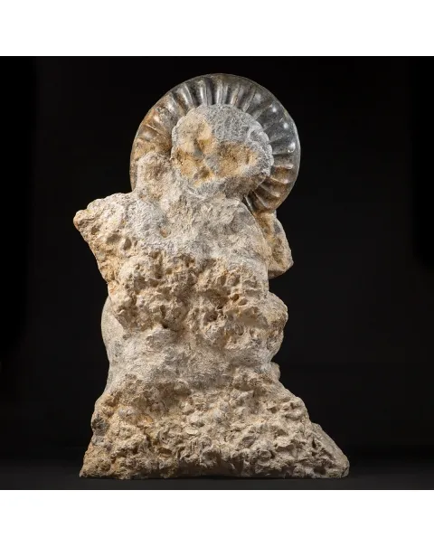 Ammonite Arietites Bucklandi