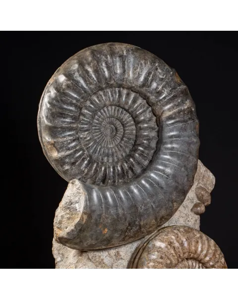 Ammonite Arietites Bucklandi