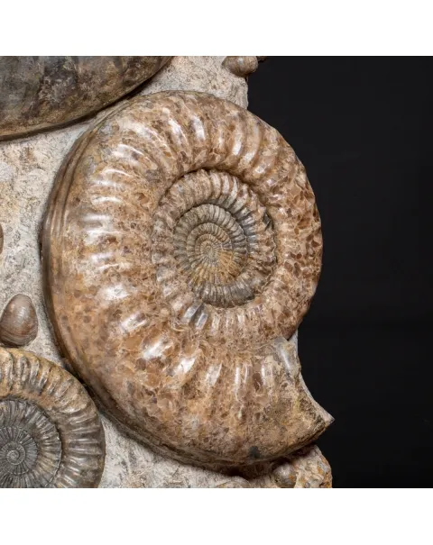Ammonite Arietites Bucklandi