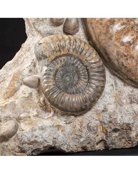 Ammonite Arietites Bucklandi