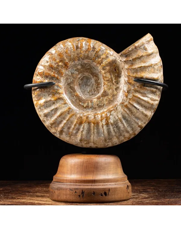 Ammonite Douvilleiceras
