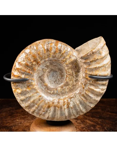 Ammonite Douvilleiceras