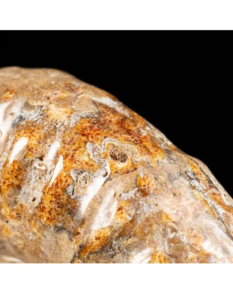 Ammonite Douvilleiceras