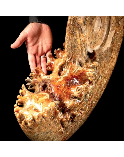 Ammonite Fossile Gigante - Phylloceras sp.