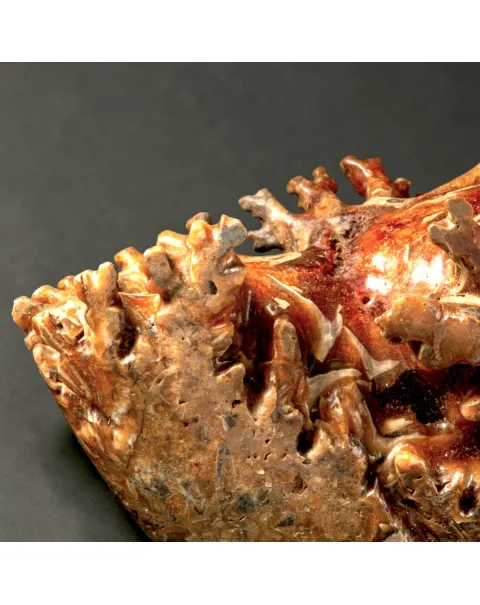 Ammonite Fossile Gigante - Phylloceras sp.