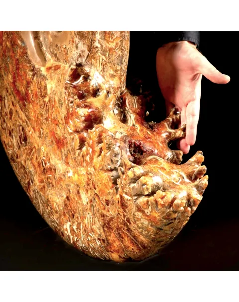 Ammonite Fossile Gigante - Phylloceras sp.