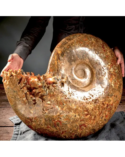 Ammonite Fossile Gigante - Phylloceras sp.