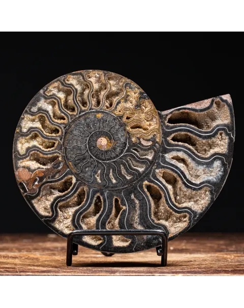 Ammonite Cleoniceras Nera