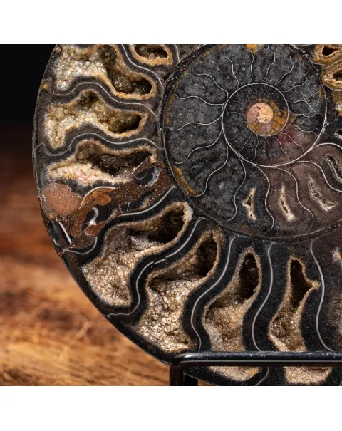 Ammonite Cleoniceras Nera