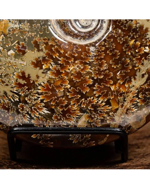 Ammonite Cleoniceras