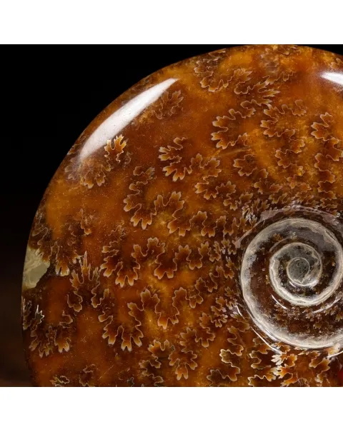 Ammonite Cleoniceras