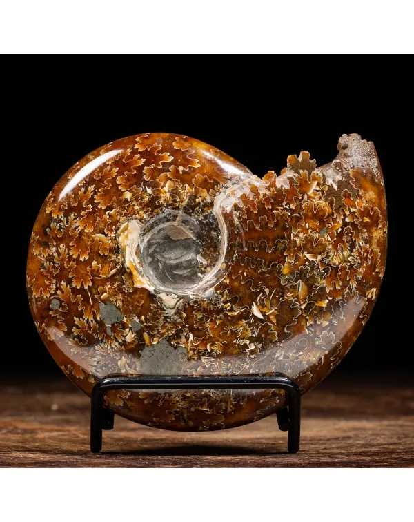 Ammonite Cleoniceras 