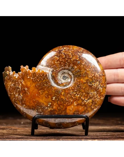 Ammonite Cleoniceras 