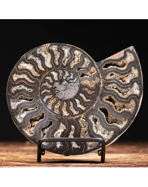 Ammonite Cleoniceras Nera