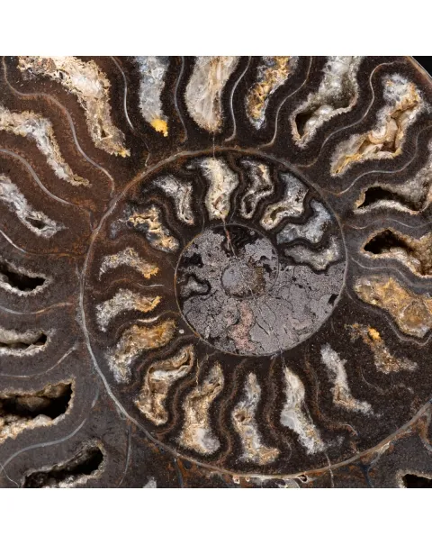 Ammonite Cleoniceras Nera