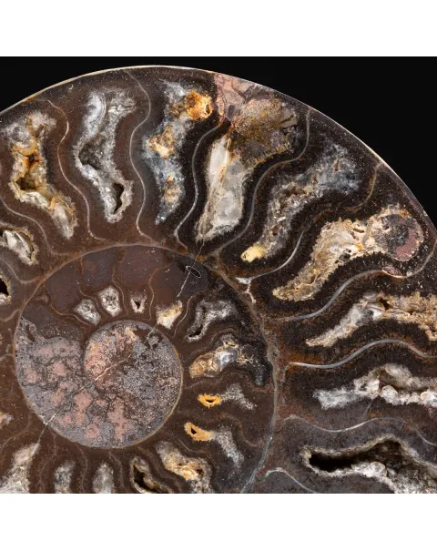 Ammonite Cleoniceras Nera