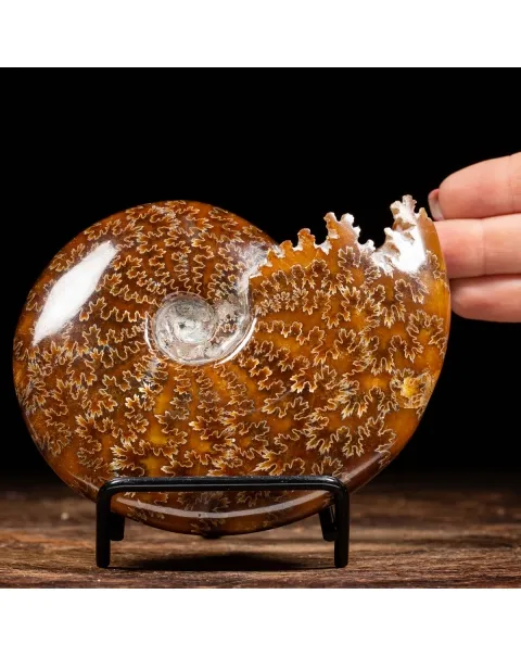 Ammonite Cleoniceras 