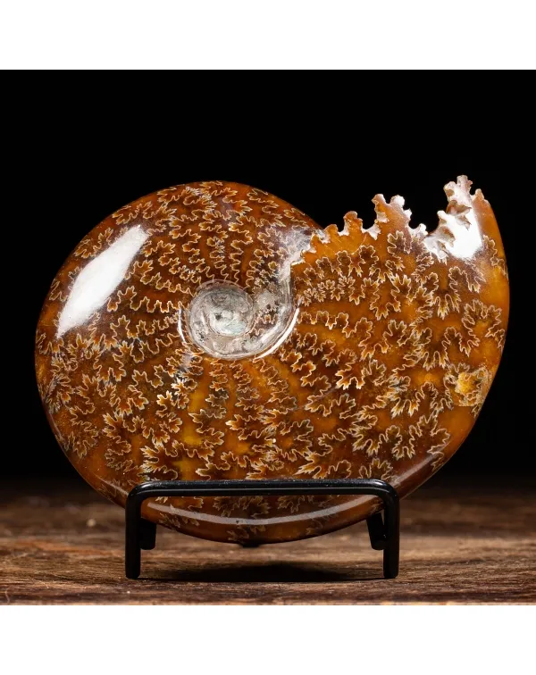 Ammonite Cleoniceras 