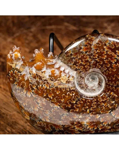 Ammonite Cleoniceras 