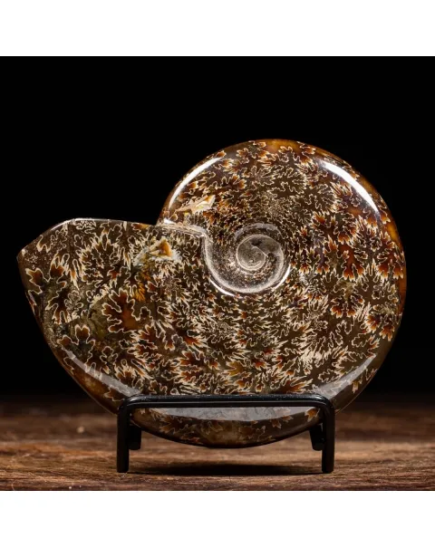 Ammonite Cleoniceras