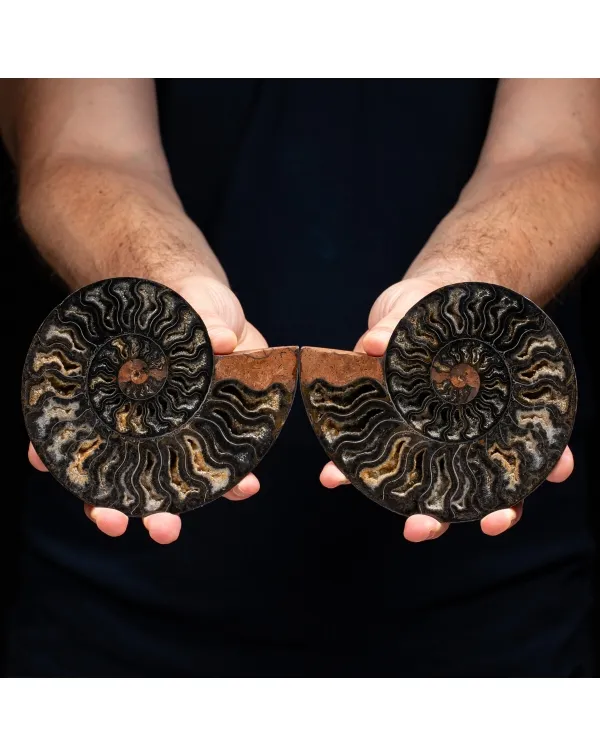Ammonite Cleoniceras Nera