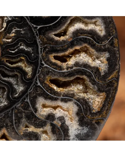 Ammonite Cleoniceras Nera