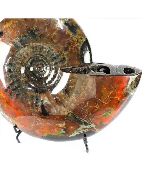 Ammonite Craspedodiscus Discofalcatus