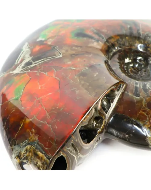 Ammonite Craspedodiscus Discofalcatus