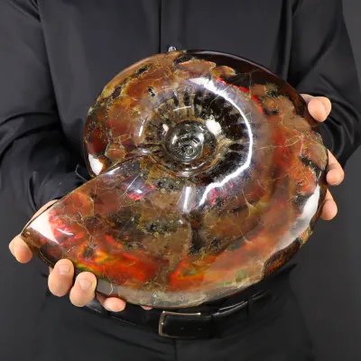 Ammonite Craspedodiscus Discofalcatus