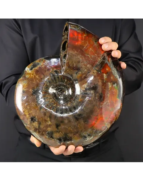 Ammonite Craspedodiscus Discofalcatus