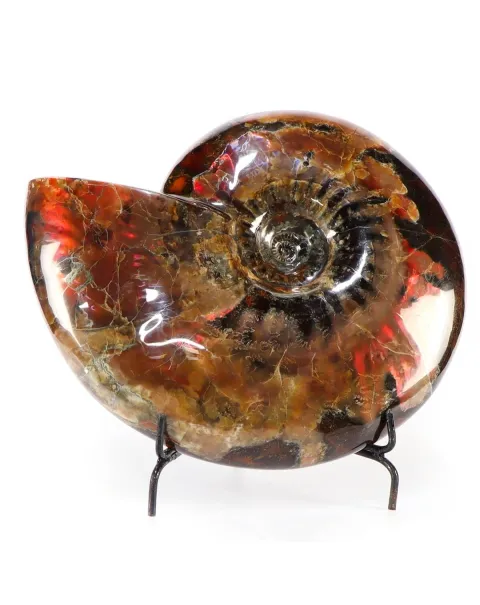 Ammonite Craspedodiscus Discofalcatus
