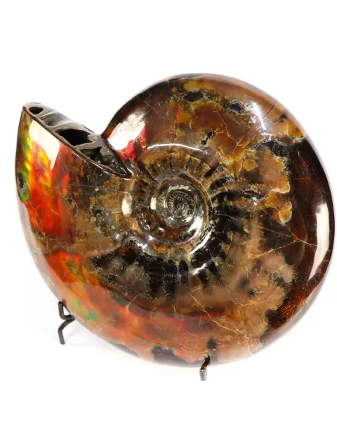 Ammonite Craspedodiscus Discofalcatus