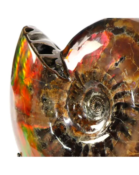 Ammonite Craspedodiscus Discofalcatus