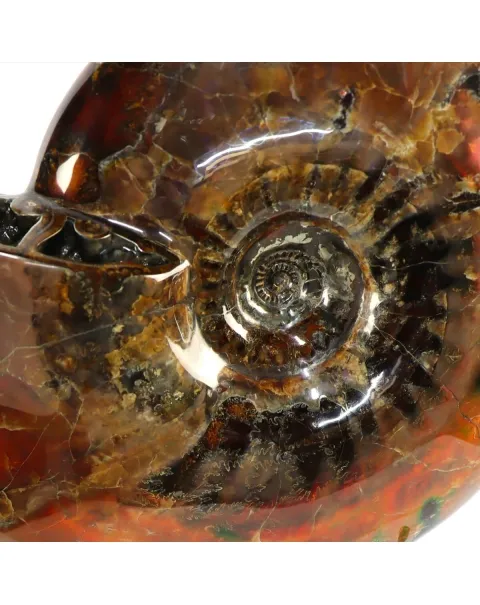 Ammonite Craspedodiscus Discofalcatus