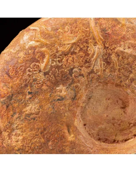 Ammonite Lytoceras Dilucidum